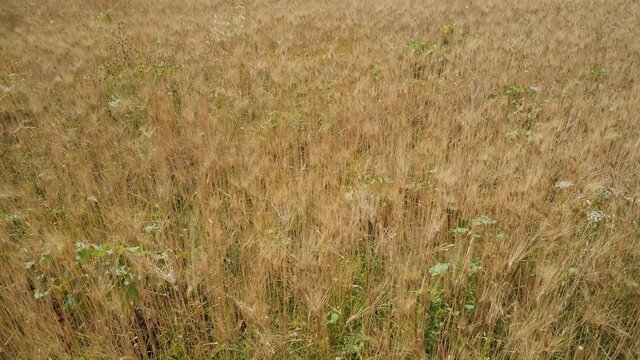 Ears in wheat fields ready for harvest swaing in the wind in summer in Italy tilt tild wide angle
