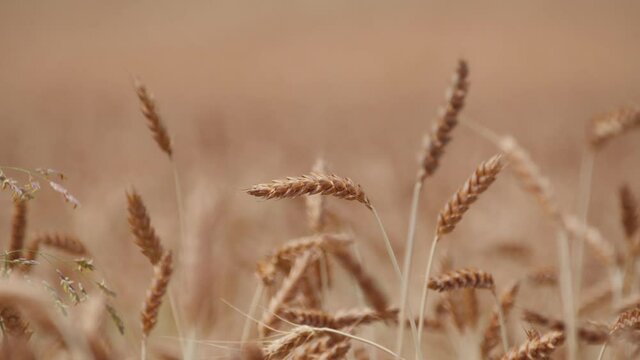 Ears in wheat fields ready for harvest swaing in the wind in summer in Italy steady shot close up grains bokeh 4K UHD