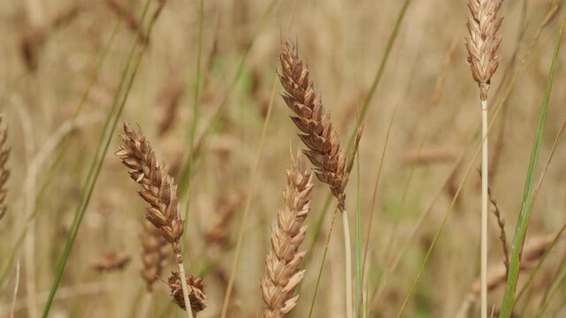 Ears in wheat fields ready for harvest swaing in the wind in summer in Italy close up steady shot
