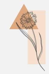 Cornflower minimal poster. Hand drawn line black knapweed flowers and leaves with abstract shape. Herbal and meadow plant collection, modern wall art floral decor. Vector botanical illustration