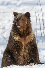 Obraz premium Wild adult Brown Bear (Ursus Arctos) in the winter forest. Dangerous animal in natural habitat