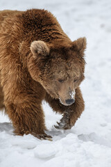 Wild adult Brown Bear (Ursus Arctos) in the winter forest. Dangerous animal in natural habitat