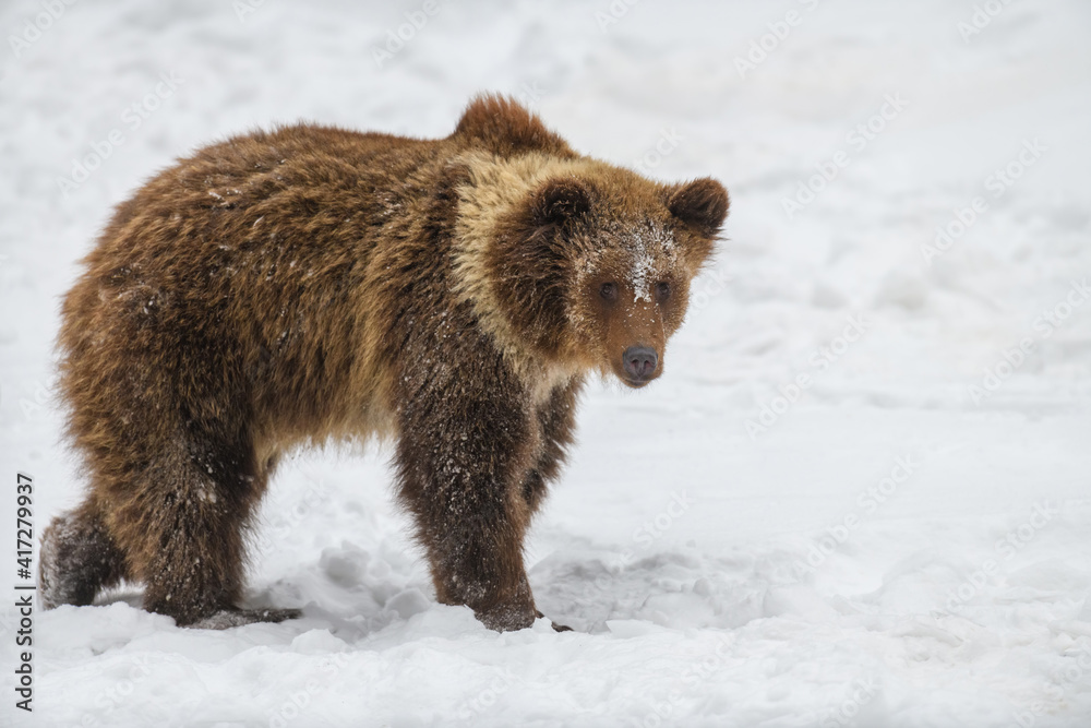 Wall mural wild adult brown bear (ursus arctos) in the winter forest. dangerous animal in natural habitat