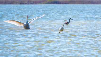 Graceful water birds, white Swan and white and grey herons swimming in the lake.