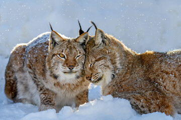 Twee Lynxen in de sneeuw. Wildlife scene uit de winterse natuur