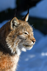 Lynx portrait in the snow. Wildlife scene from winter nature