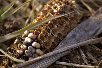 Corn on the field in the evening sun