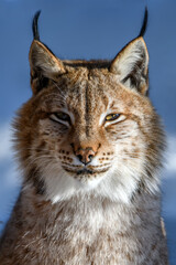 Lynx portrait in the snow. Wildlife scene from winter nature