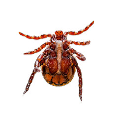 Tick Insect Isolated on White. Encephalitis Virus or Lyme Borreliosis Disease Infectious Dermacentor Tick or Mite Arachnid Parasite Macro.
