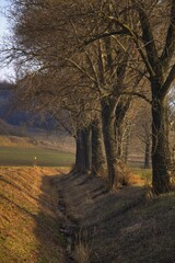 Trees in the evening sun