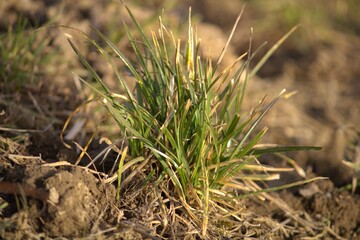 A grass in the evening sun