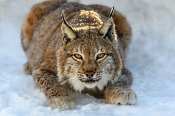 Lynx in the snow. Wildlife scene from winter nature