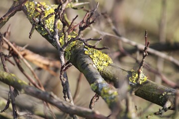 a stock of tree with green elements
