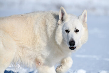 White Swiss Shepherd dog running on snow