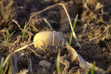 a stone in the evening biotope 