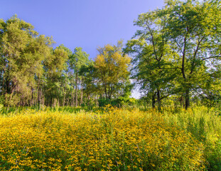 Obraz premium 627-26 Black-Eyed Susans at Rock Run FP