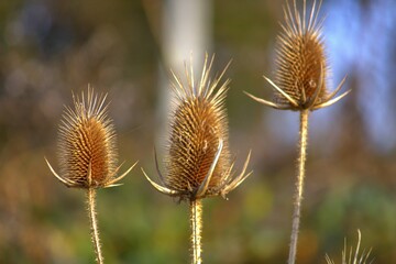 Obraz premium Flowers in the evening biotope 