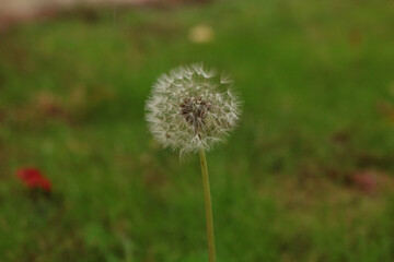 dandelion in the grass