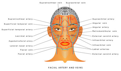 Facial artery and veins, circulatory system, section head. Blood Vessels of the Face. Superficial Arteries and Veins of Face.