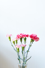 白バックでピンク色のカーネーション