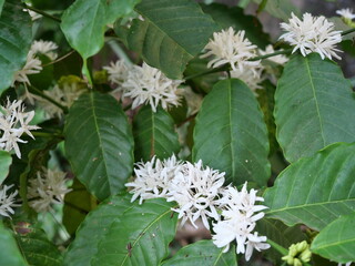 Robusta coffee blossom on tree plant with green leaf in background. Petals and white stamens of blooming flower	