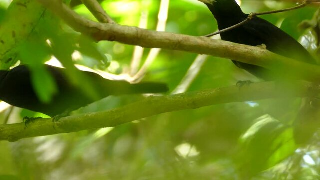 Two caciques in Gamboa Rainforest Reserve, Panama, close-up