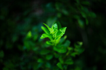 green leaves of a tree