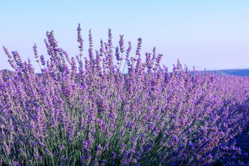 Obraz premium Lavender flowers in a field, against a blue sky