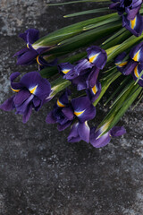 Blue irises on dark background, place for text.