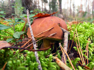 mushroom in the grass
