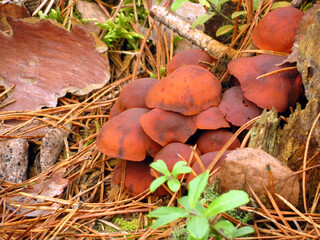 mushrooms in the forest