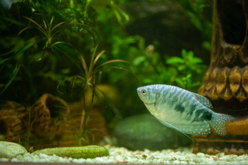 Trichogaster trichopterus fish in a beautiful aquarium
