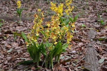 木陰に咲くタカネエビネの花