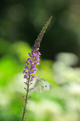 フラワーガーデンの蝶
