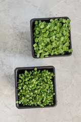 Close-up of microgreen broccoli. Fresh organic microgreens assortment. Vegetarian raw healthy food concept.