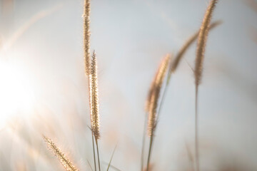 Fototapeta premium grass in the morning