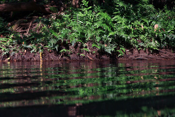 Abundant natural water and green plants grow by the water's edge.