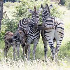Kruger National Park: zebra family © Peter