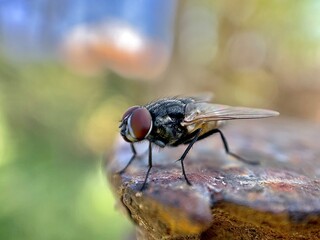 fly on leaf