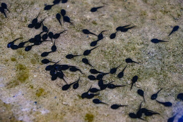 Tadpoles in natural bodies of water