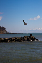 seagulls on the beach