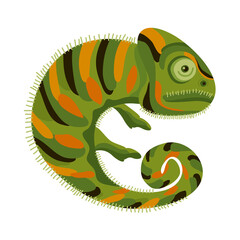 chameleon wild reptile