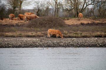 meadow with brown limousin cows in the fall in dutch province of south limburg