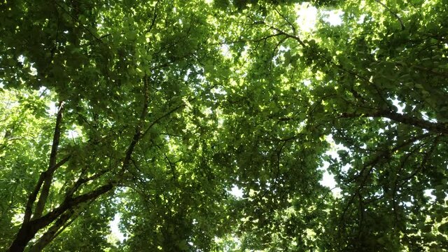 Green hazelnut tree with leaves pan of treetop under the sun 4K UHD