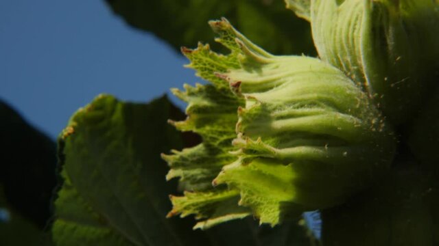 Green hazelnut fruits on tree with leaves telephoto sunny cloudness steadyshot windy 4K UHD