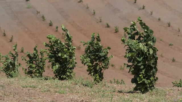 Medium trees of green hazelnut plantation sunny windy  cloudness telephoto long shot 4K UHD