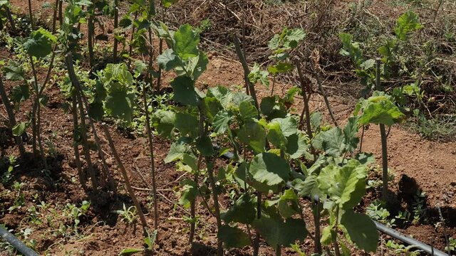 Low trees of green hazelnut plantation sunny cloudness close up 4K UHD