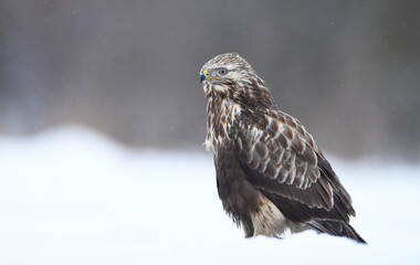 Rough-legged buzzard ( Buteo lagopus ) in winter scenery