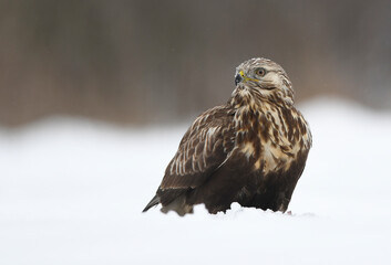 Rough-legged buzzard ( Buteo lagopus ) in winter scenery