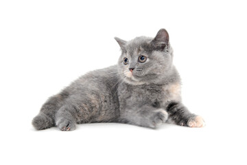 fluffy purebred kitten lies on a white background